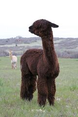 alpaca for sale