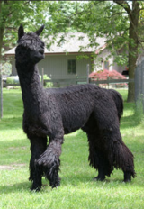 Suri Peaks Coal Man - Sire