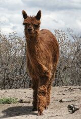 alpaca for sale