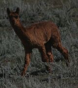 alpaca for sale