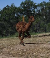 alpaca for sale