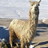 alpaca for sale