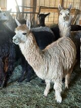 alpaca for sale