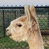 alpaca for sale