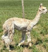 alpaca for sale