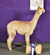 alpaca for sale