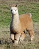 2017 Cria Pink Perfection