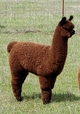 2018 Cria: True Mahogany!