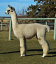 Svc Sire:  DESERT DESERADO