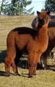 2017 CRIA:  Brandywine