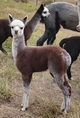 2019 Cria:  Beautiful male