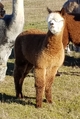 2017 Cria:  Power Bilt - Roaning to MRG