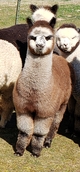 2019 Cria:  Beautiful male