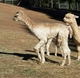 Accoyo Alaska cria