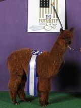 alpaca for sale