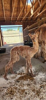 alpaca for sale