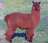 alpaca for sale