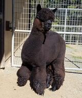 alpaca for sale