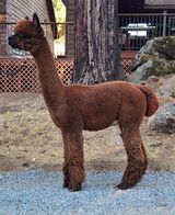 alpaca for sale