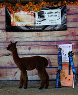 alpaca for sale