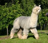 alpaca for sale