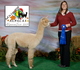 Happy Kate Partners DG Alpaca