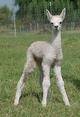 2008 Cria