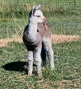 2004 cria Silver Moon