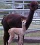 Cria at Side