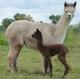 First Cria