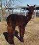 2016 female cria