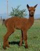 2006 Cria