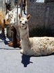 Lucy and cria May 2020