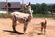 Lucy and appy cria 2013