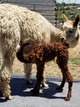 May 2020 cria