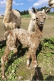 1st cria, an appy boy!