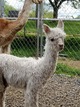 First cria- a beautiful male, Evan!