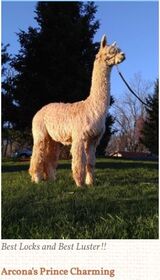 Service Sire for 2022 cria