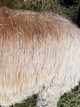 Lustrous fleece March 2021