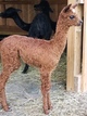 2020 male cria, Axl Rogue-such presence!!