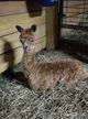 2020 male cria, Zephyr