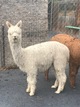 First cria, Katia...BEAUTIFUL!