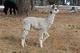 Sire, Ghost Ryder as a cria