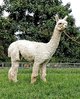 1st cria Patriot by Revelation shorn 2020