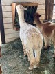 Feb 2021 Pregnant with 2nd cria!