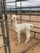 2021 male cria 