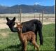 Female cria 2021 out of Sir Oliver Twist!