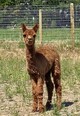 2021 female cria 