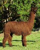 2013 Female Cria-El Dora's Kaila