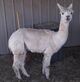 2014 female cria Golden Girl